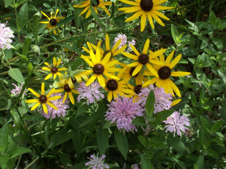 Rudbeckia and Beebalm.